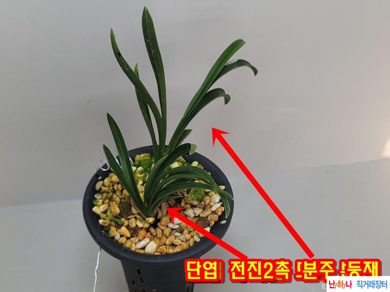 단엽 두화변