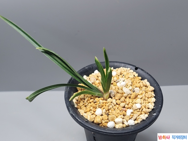 두화변 단엽수정