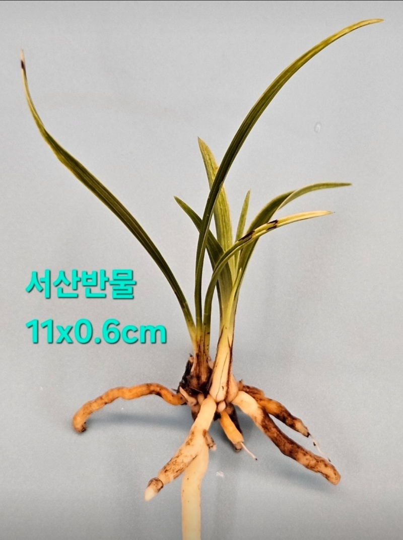 서산반물