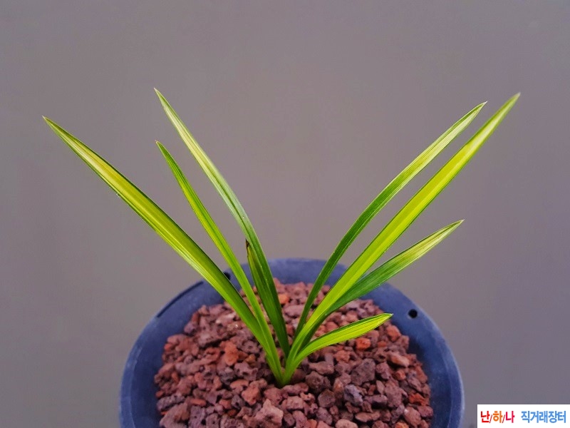 종자하세요. (금계중투?