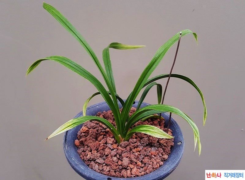 종자하세요. (화려한 ?