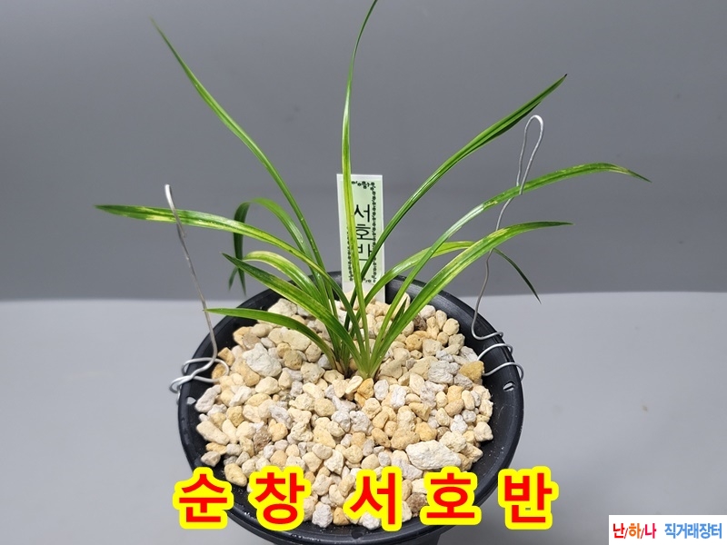 순창 서호반