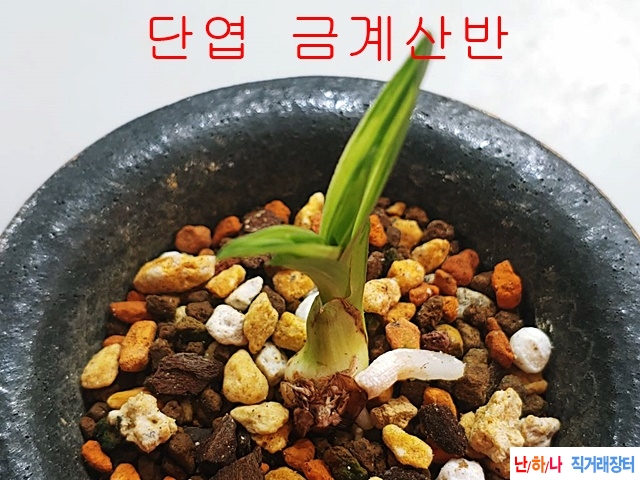단엽 금계산반