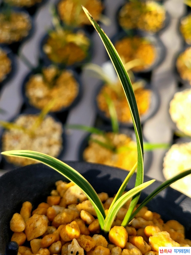 단엽성산반호복륜입니?