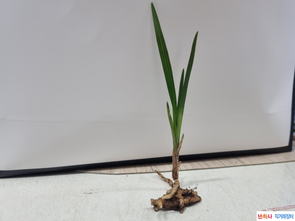 산채 변자세좋은 입변