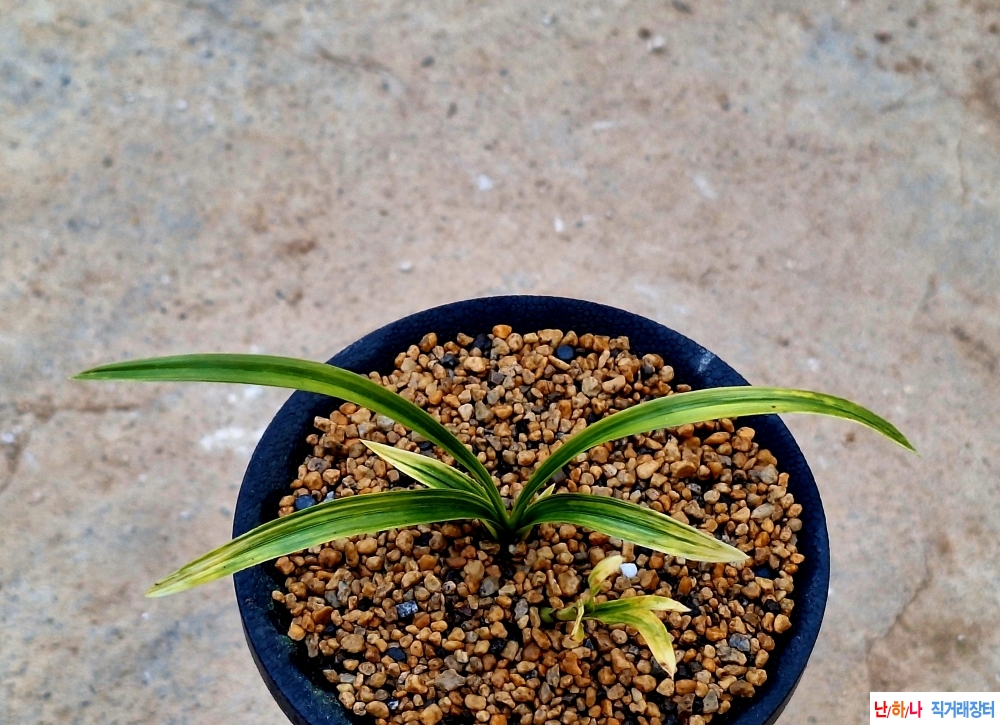 A급특종자 입변산반