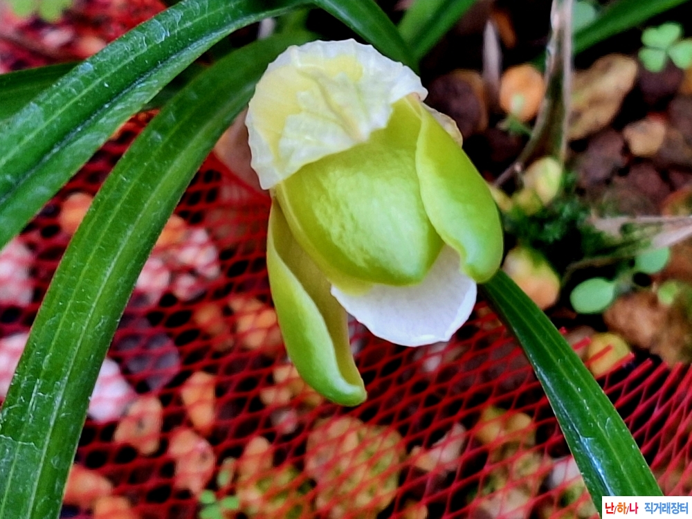 산반복색소심기대