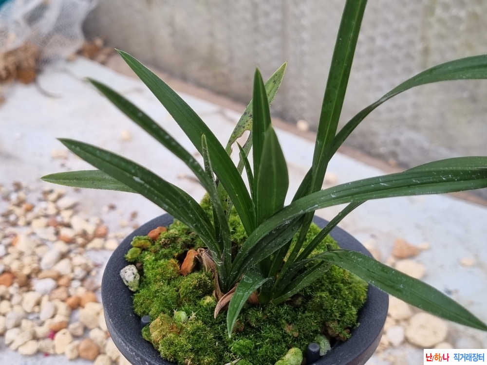 생강출발 진청두화변