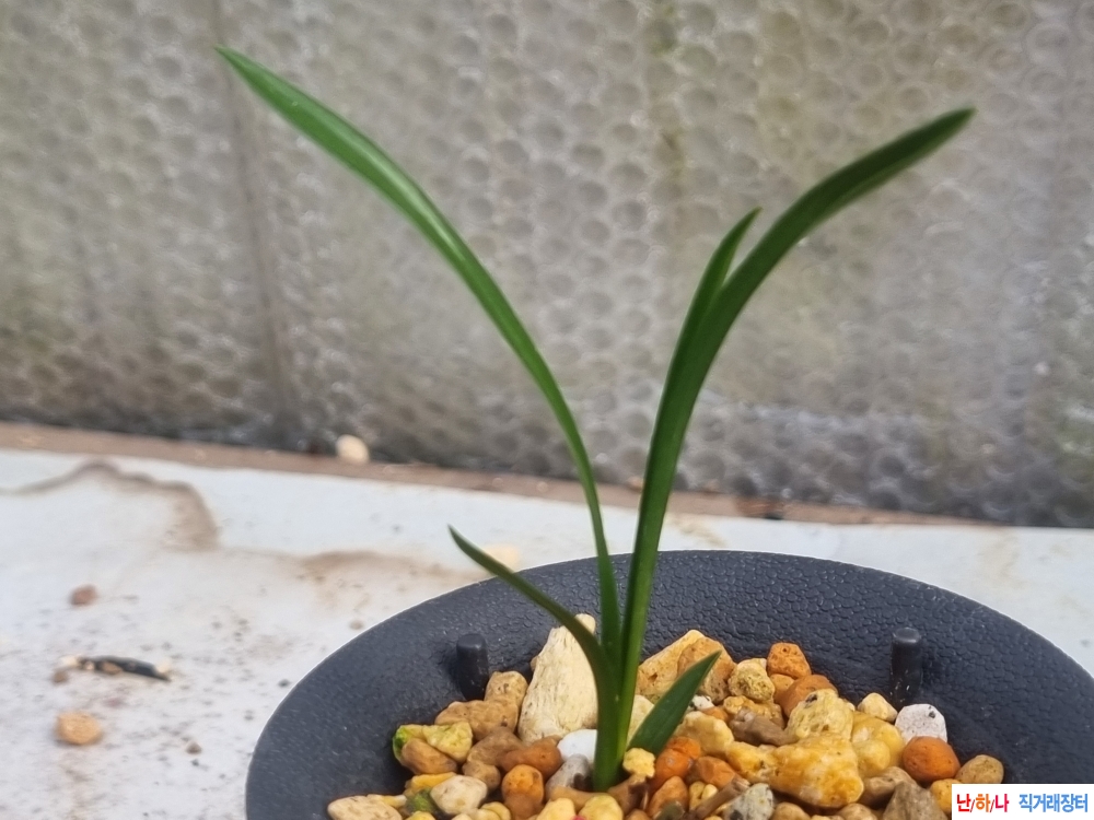 잔나사지들어있는 후?