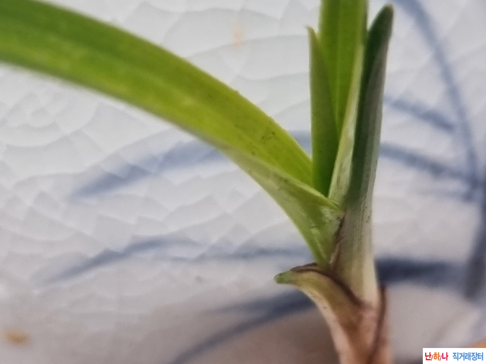 산채생강 입변 기브서?