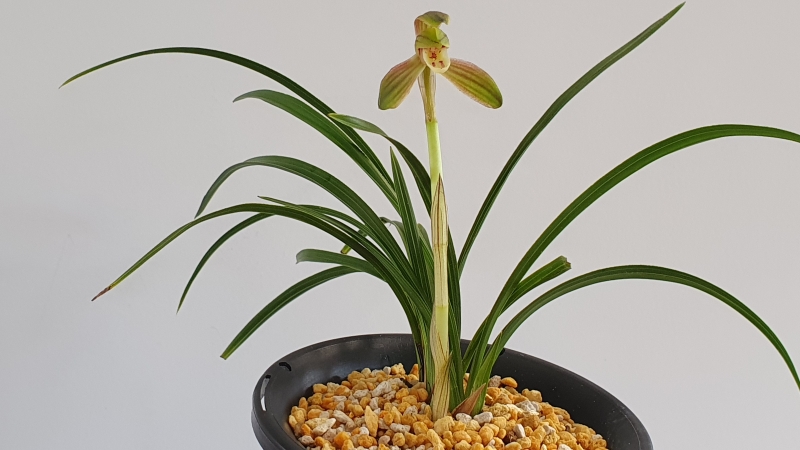 여의설 산반복색화