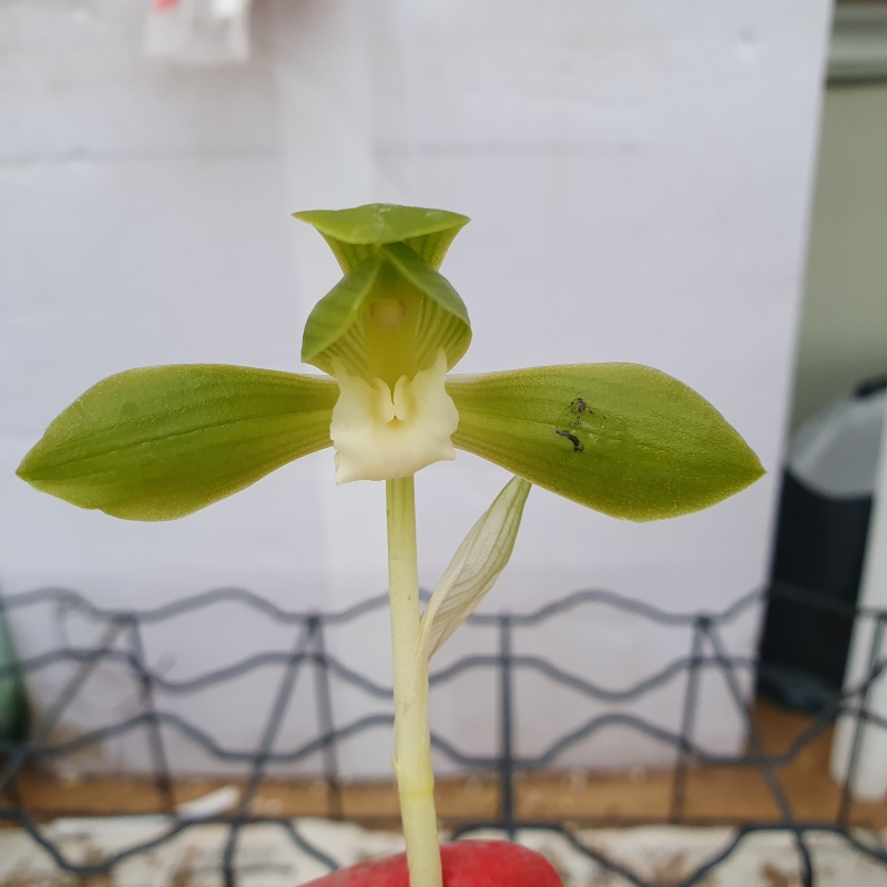 대륜,,화형,,산반소심,,?