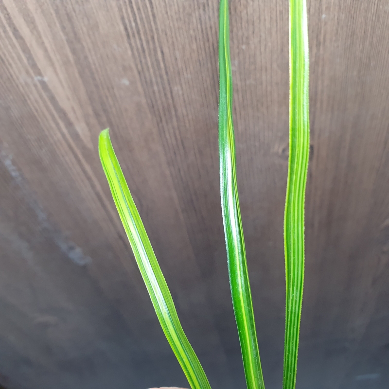 까닥지,,극황,,금계발?