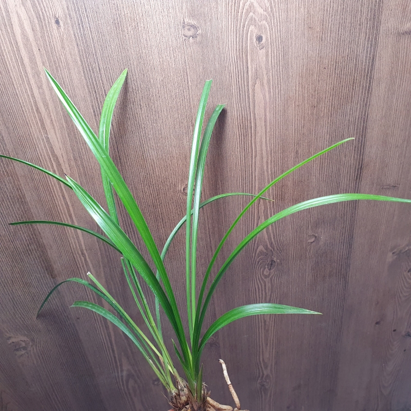 산채출발그대로,,환엽,?