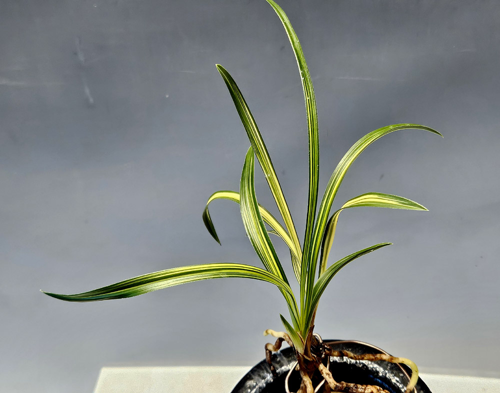 두꺼운찐녹후육질