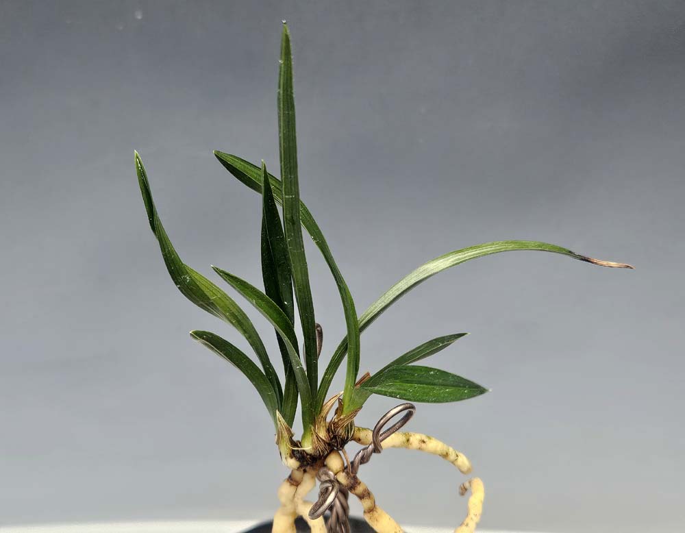 생강원본 찐청 잔라사?