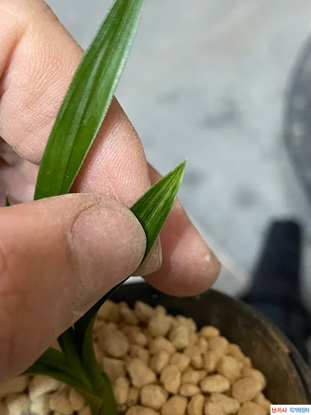환엽산반