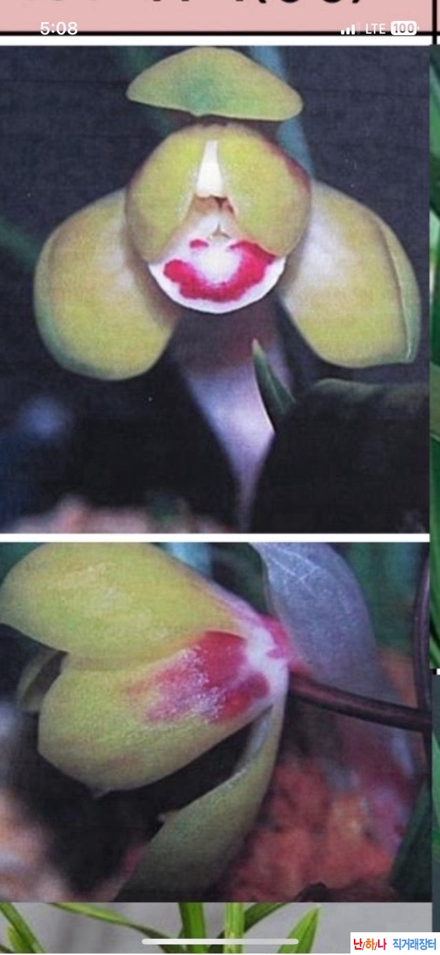 색두2