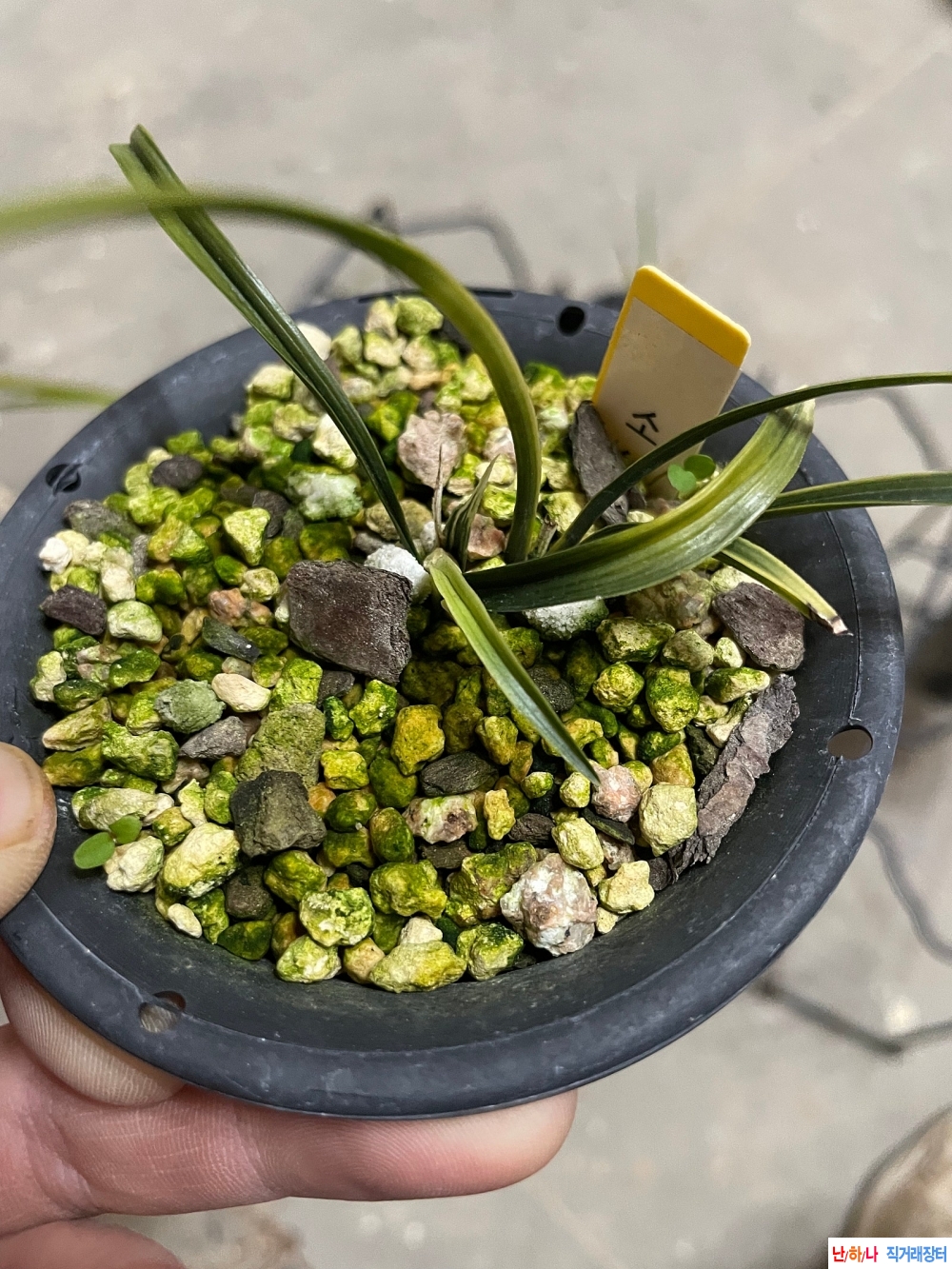 서반산반소심