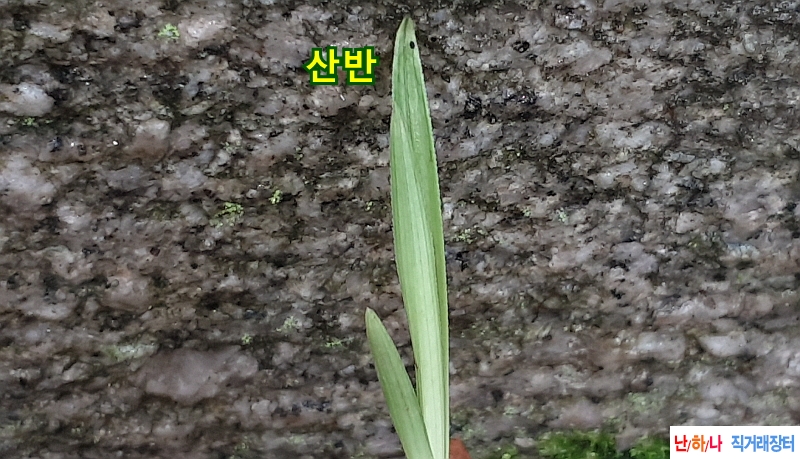 @산채 입변 서산반(생?