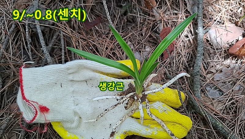 @산채 서반단엽(생강근?