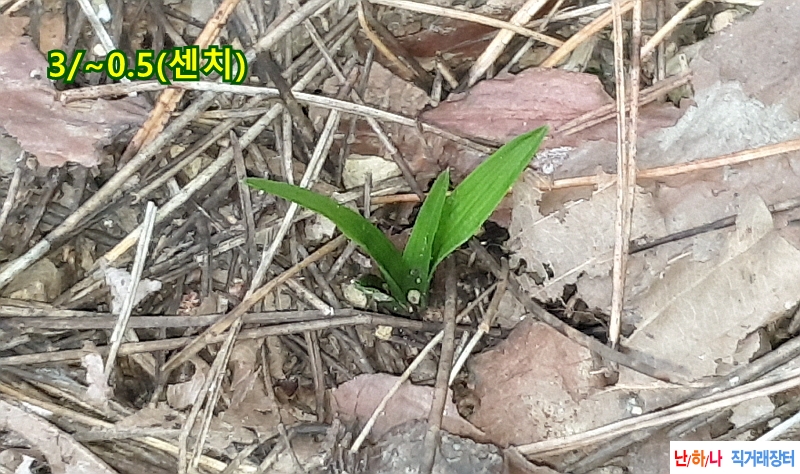 @산채 서단엽성(생강근?