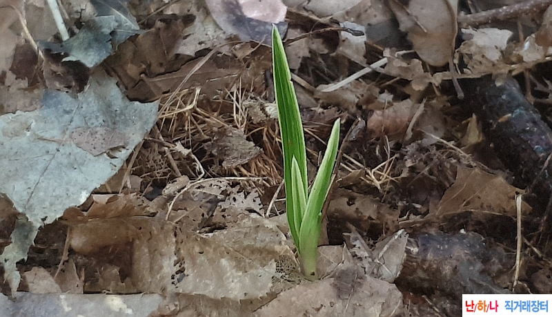@산채입변  전면산반 ?