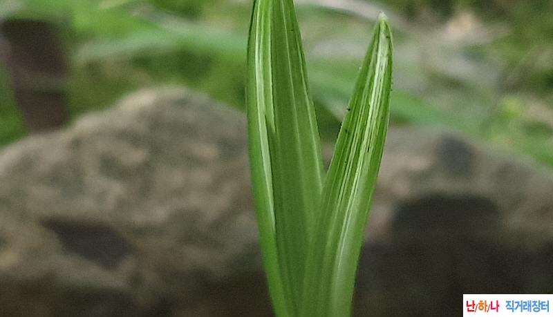 @금일산채 산반중투