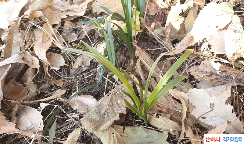 @산채 서반(생강근)