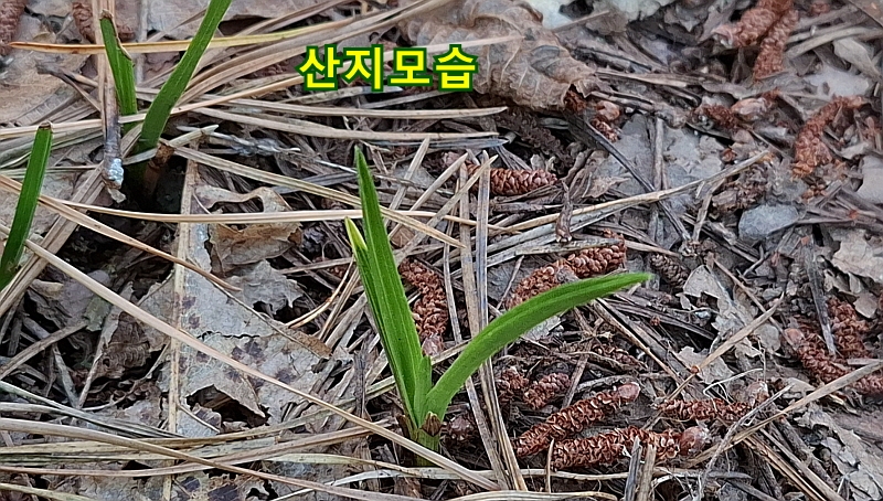 @산채 입변서반(생강근?