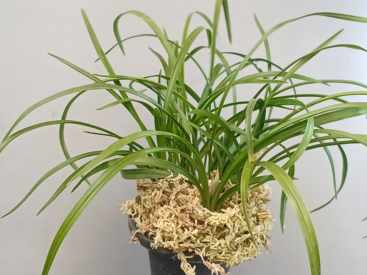 대주소심 ( 꽃 )