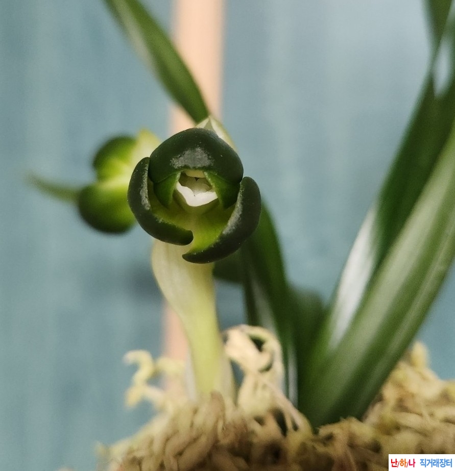 두화소심(일월화)~*