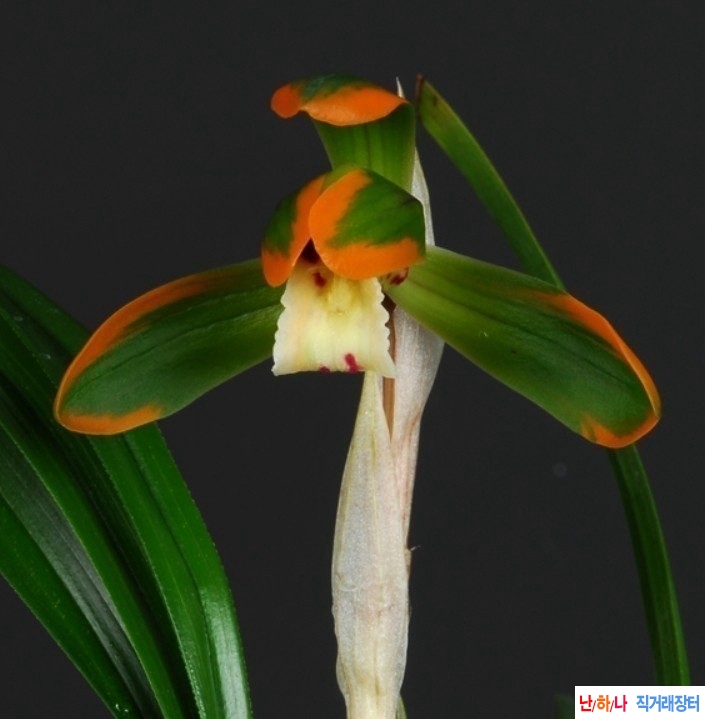 복륜복색화 (천일)~*