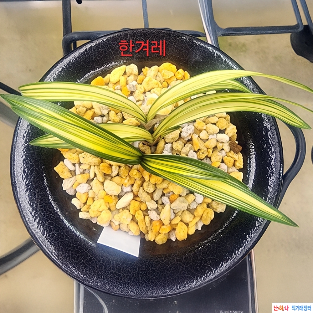 단엽성 중투(예명:한겨?