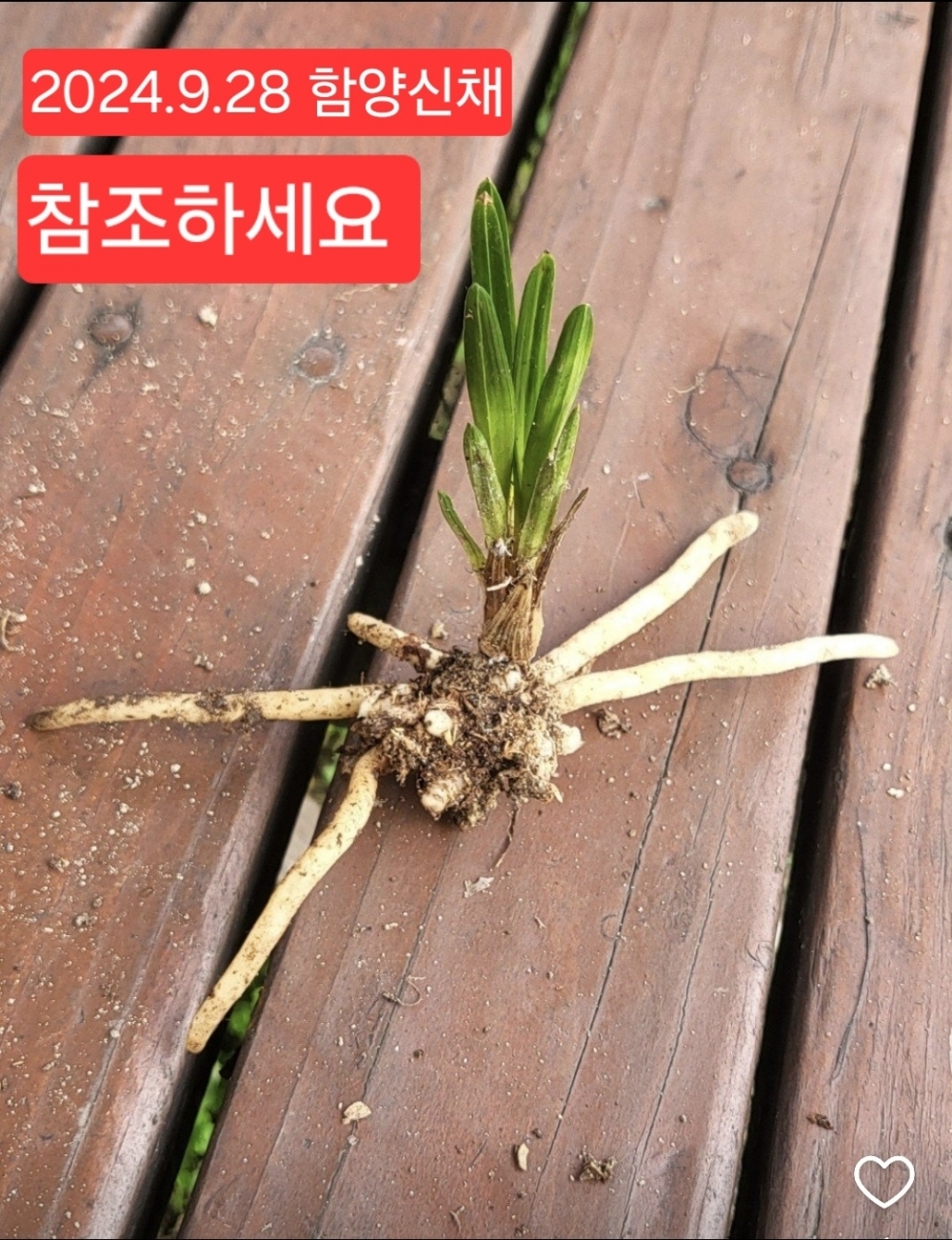 산채