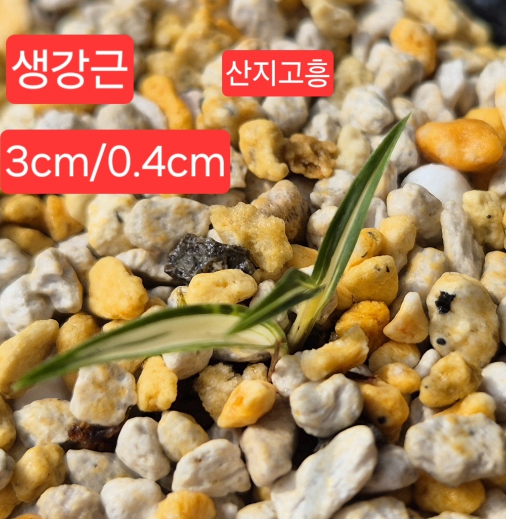 산채단엽성
