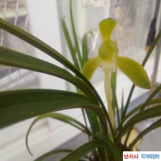 화형 다정 소심