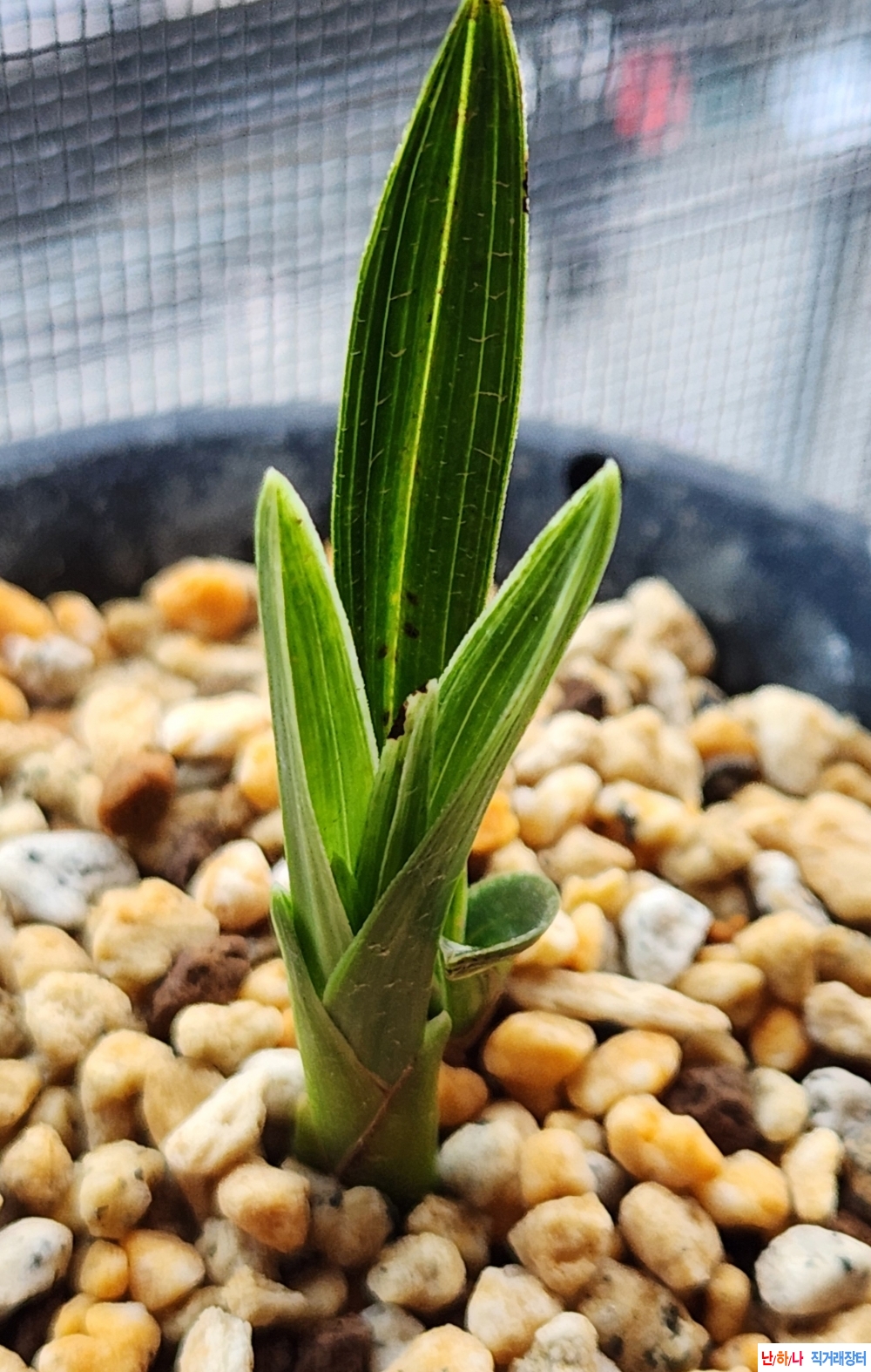 플라스틱 단엽성(산반)?
