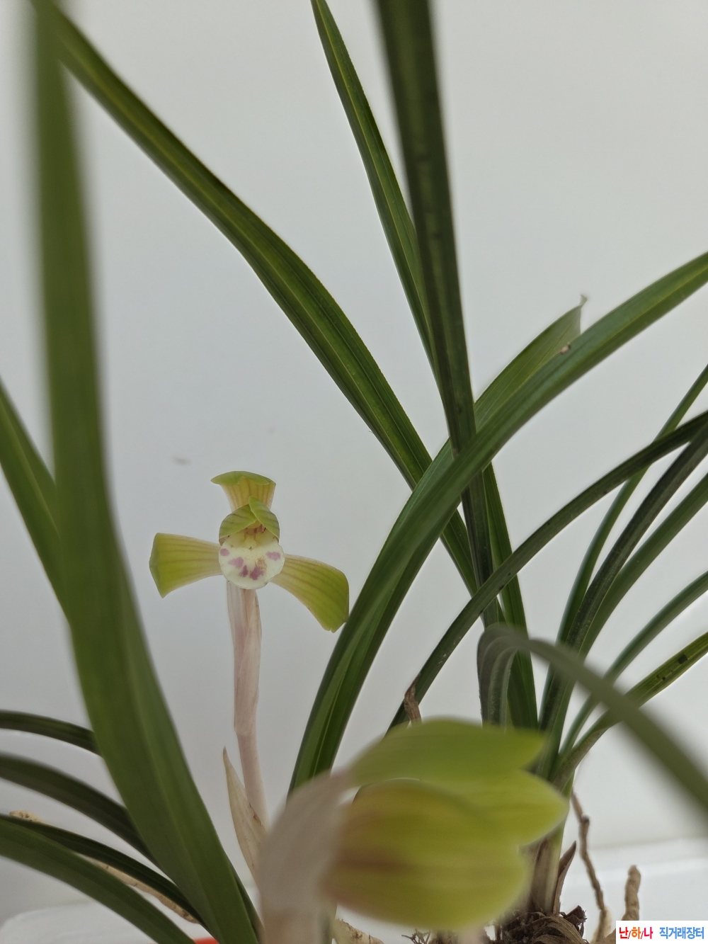 산채품원판대포설