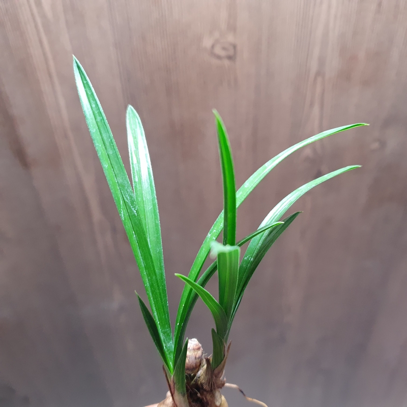 산채시,,두화소심,,벌?