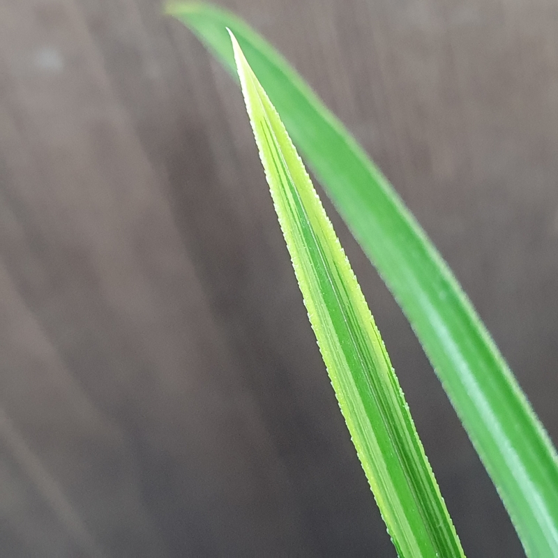 까닥지,,극황,,산반