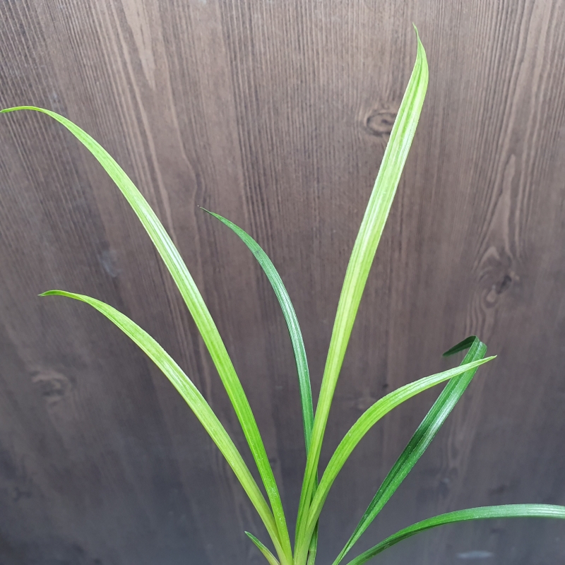 전면산반,,서산반