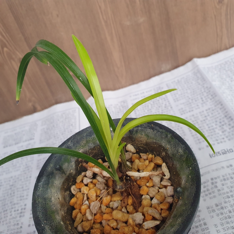 근없는,,맑은,,서반