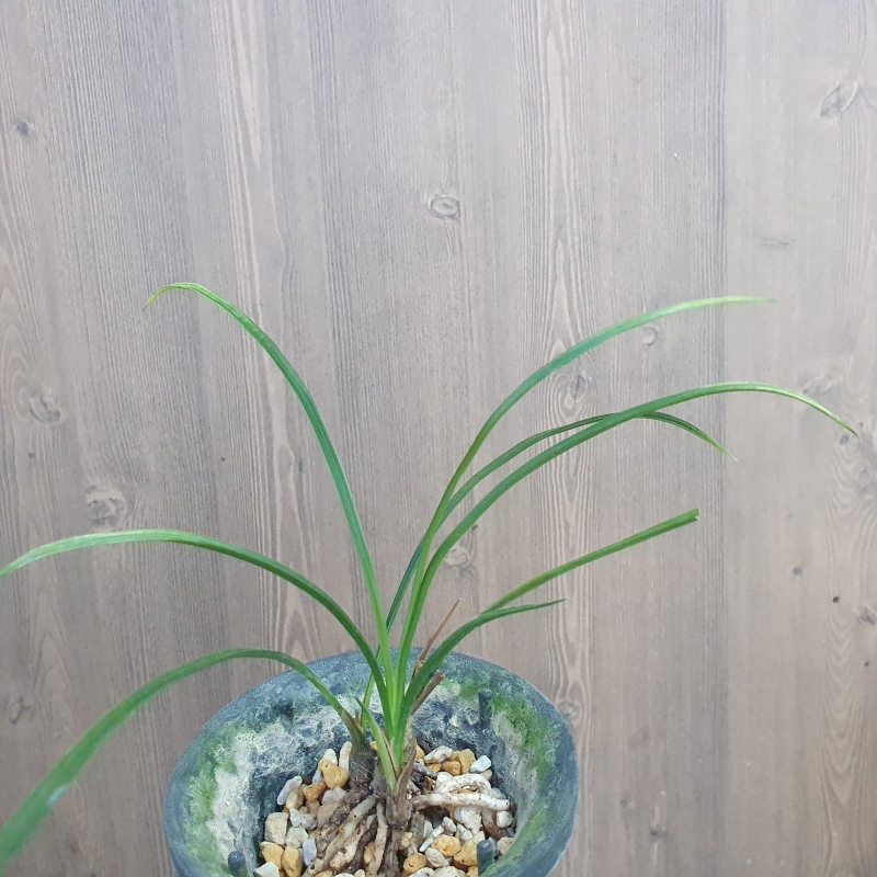 산채출발,,황,,산반