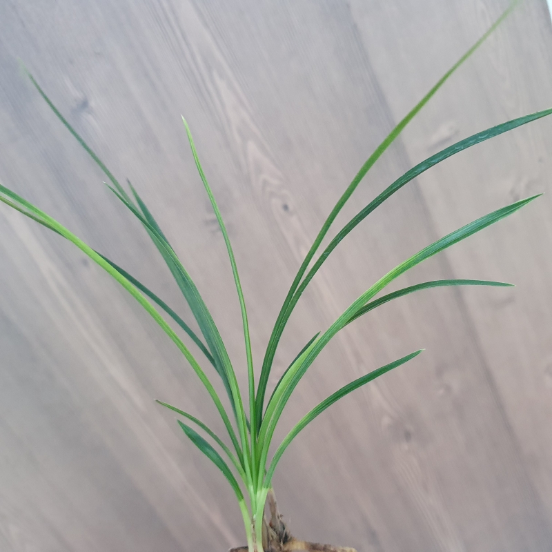 먹란,,두화변,,서반