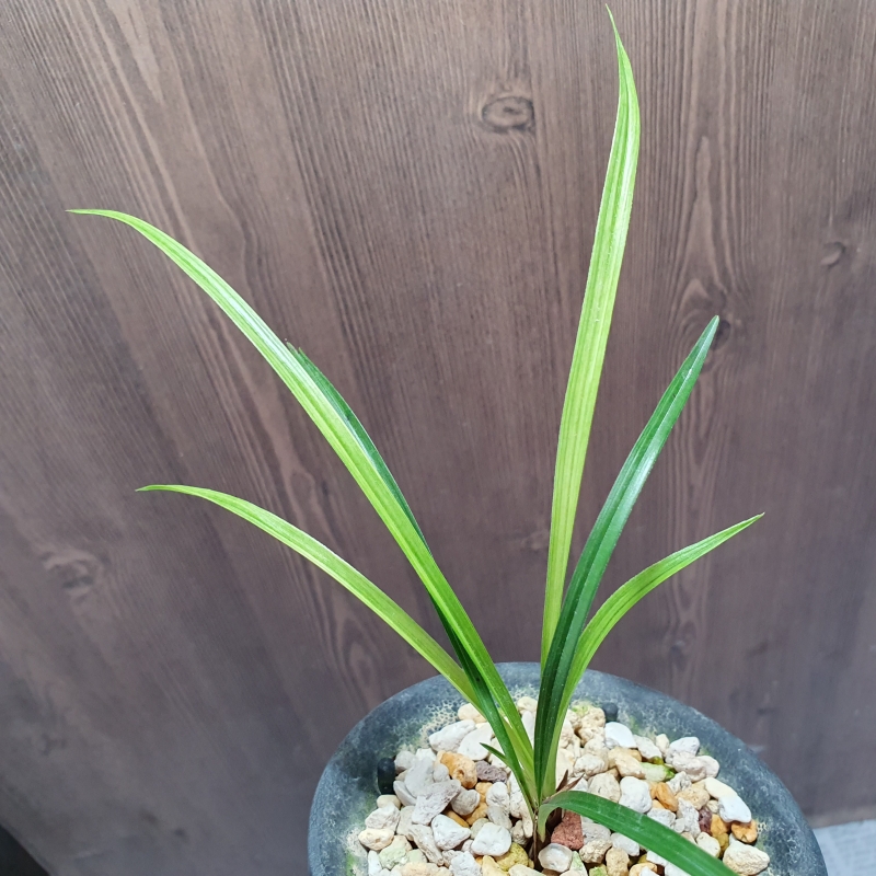 전면산반,,녹호산반,,?