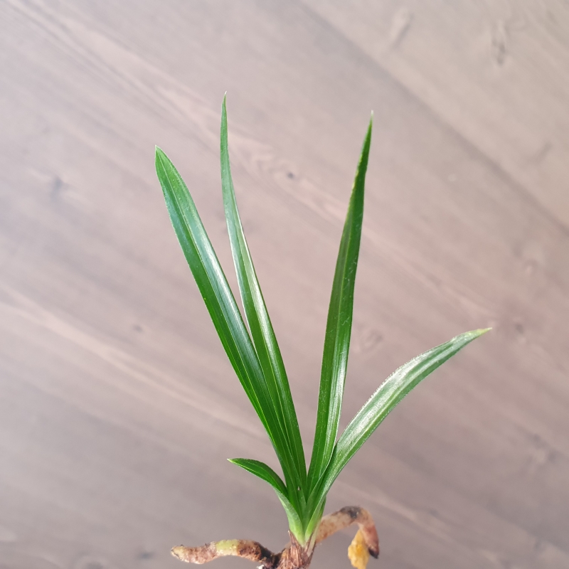 두화변,,입변,,산반