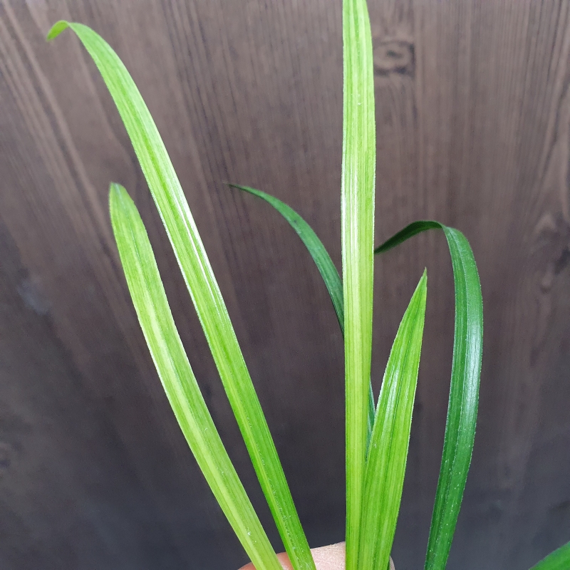 전면산반,,서산반