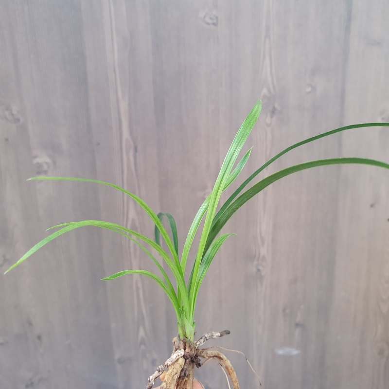 전면,,녹호,,산반