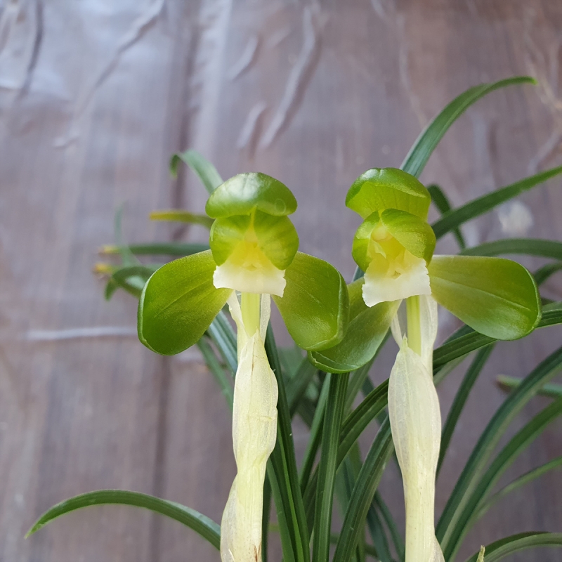 색기대,,원판소심